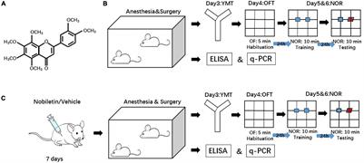 Nobiletin Attenuates Anesthesia/Surgery-Induced Neurocognitive Decline by Preserving the Expression of Clock Genes in Mice